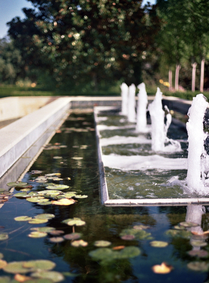 Lilies and Fountain