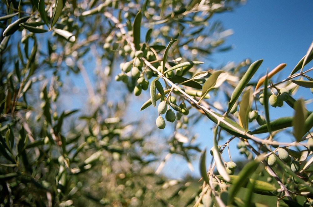 Olive Tree