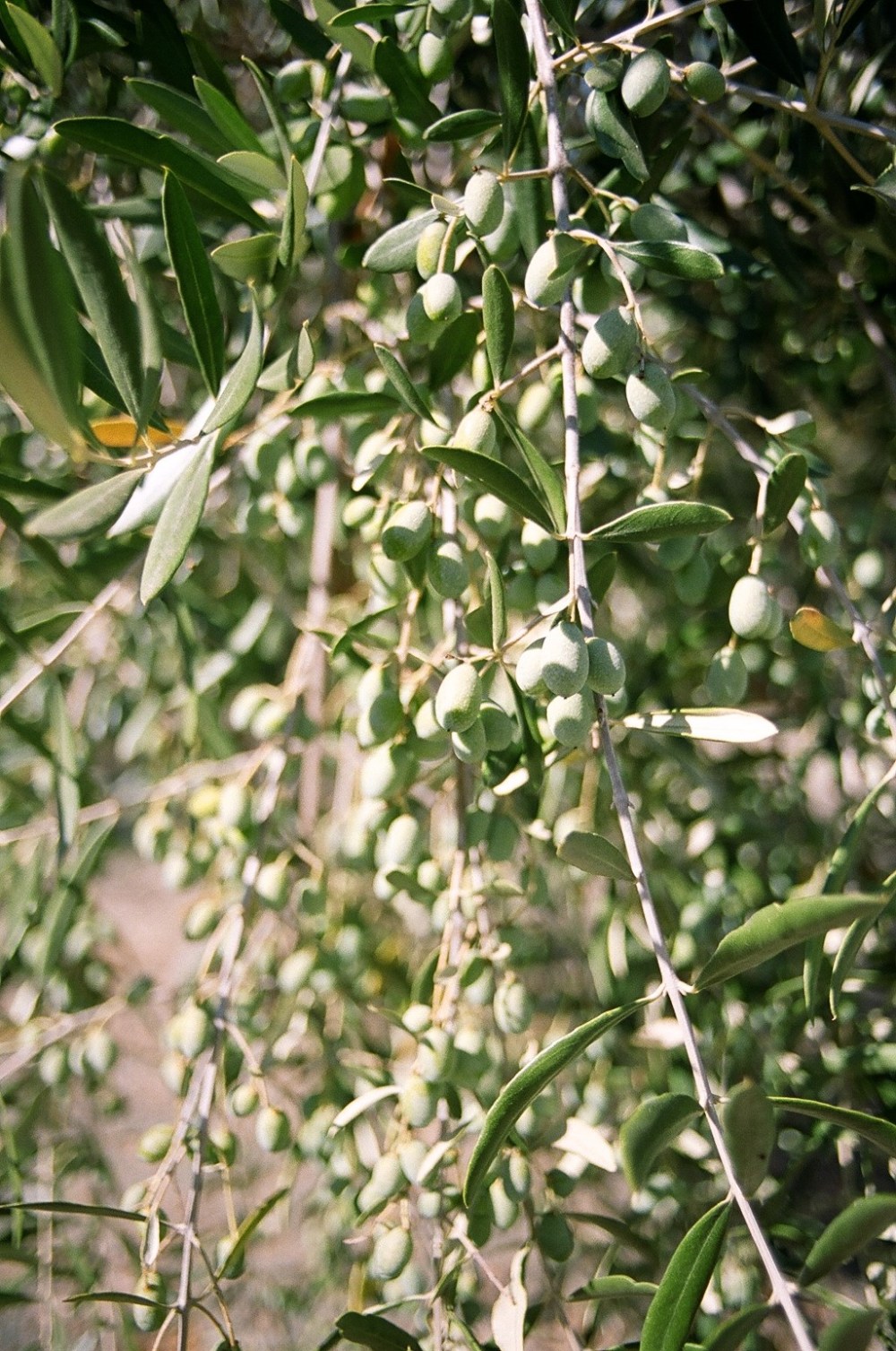 Olive Tree