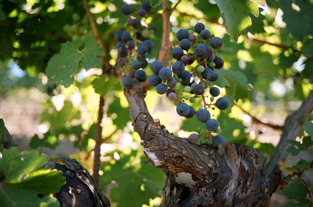 Grapes at Benziger Winery