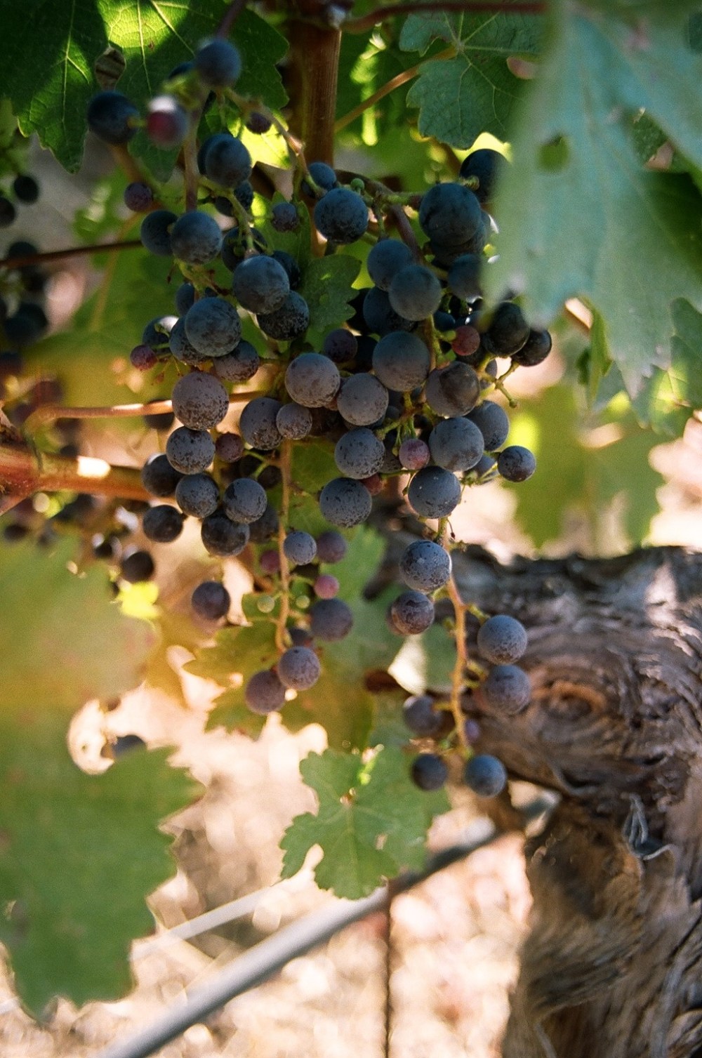 Grapes at Benziger Winery