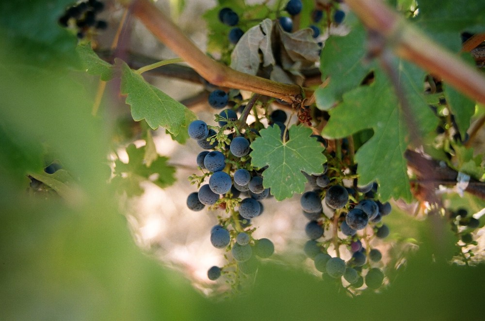 Grapes at Benziger Winery